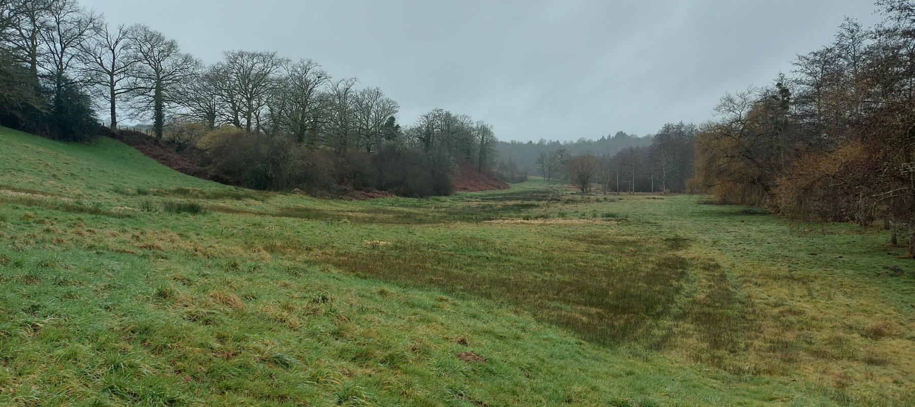 Photo d'une mégaphorbiaie