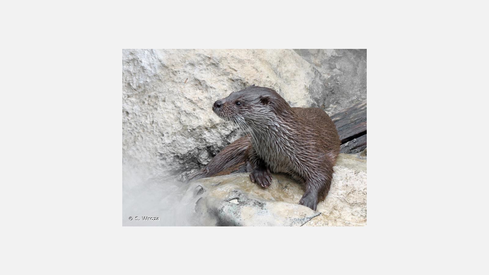 Loutre © S. WROZA (INPN)